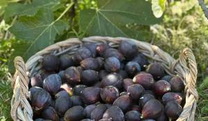 Vendita Casa Mouans-Sartoux