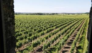 Vendita Castello Saint-Émilion