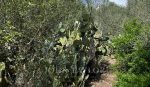 Vendita Proprietà Alaior