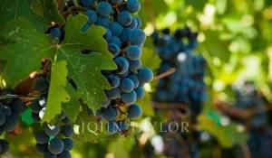 Vendita Proprietá vignicola Bordeaux