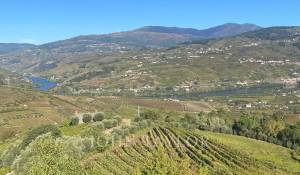 Vendita Proprietá vignicola Cambres