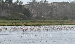 Vendita Terreno Comporta